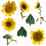 Sunflower Plate