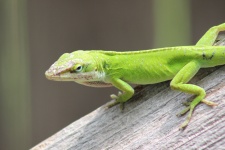 Texas Gecko, Anolis Carolinensis