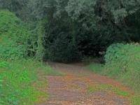 Trail Through Dense Vegetation