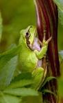Tree Frog