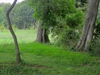 Tree Trunks And Green Vegetation