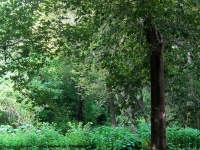 Trees And Dense Vegetation