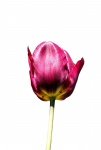 Tulip Flower White Background