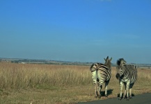 Two Zebra Facing Opposite Direction