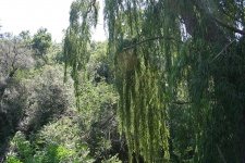 Vegetation With Willow Tree