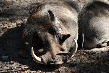 Warthog At Wildlife Reserve
