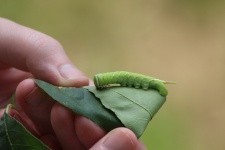 Waved Sphinx Caterpillar On Leaf 3