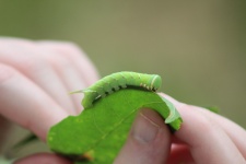 Waved Sphinx Caterpillar On Leaf