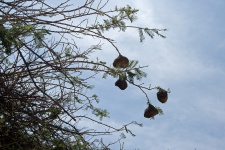 Weaver's Nests