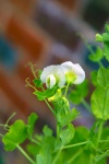 White Flowers On The Young Peas
