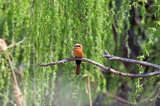 Whitefronted Bee-eater On Twig