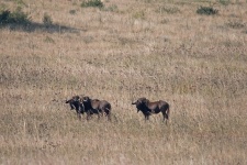 Wildebeest On Grassland