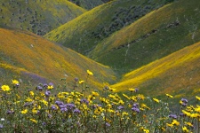 Wildflower Landscape