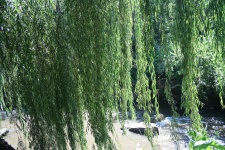 Willow Hanging Over River