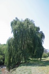 Willow Tree On Bank Of River