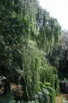 Willow Tree Over River