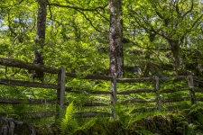 Wooden Fence In The Forest