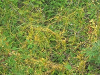 Yellow Parasite Plant