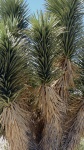 Yucca Tree Branches