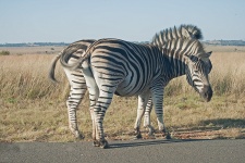 Zebra With Sun On Face