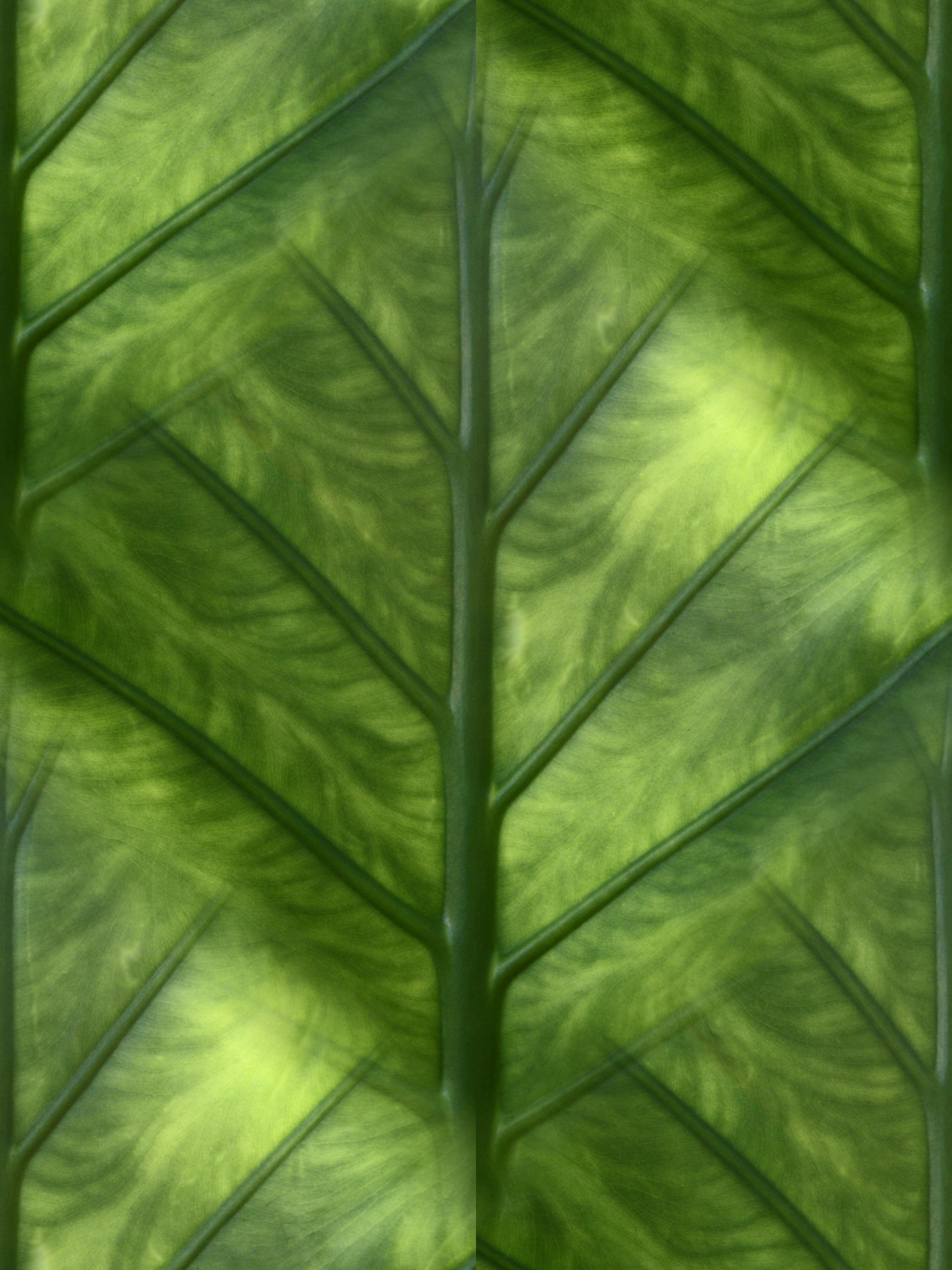 Banana Leaf Seamless Tile