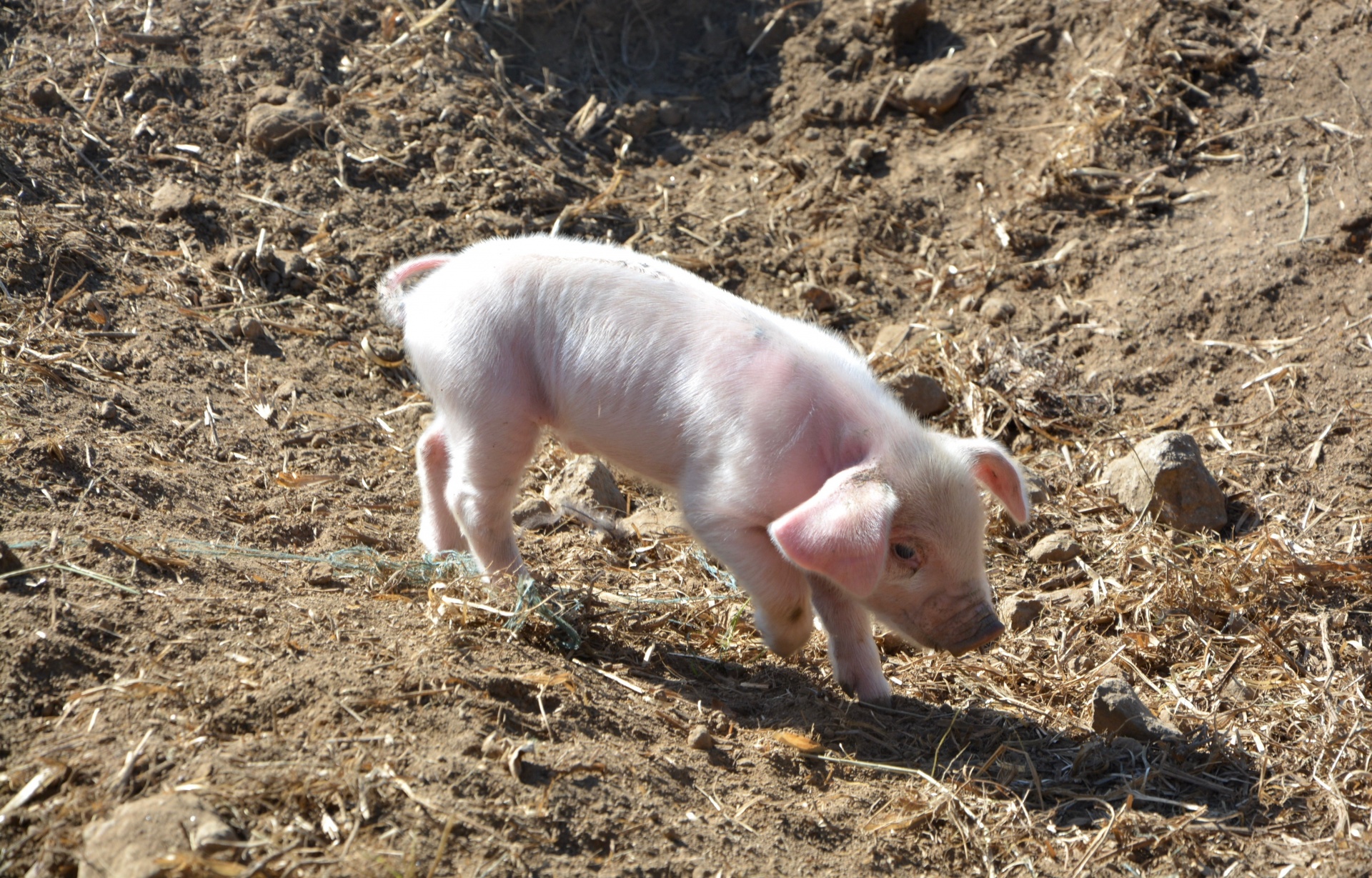 Baby Pig Pink Little Pig