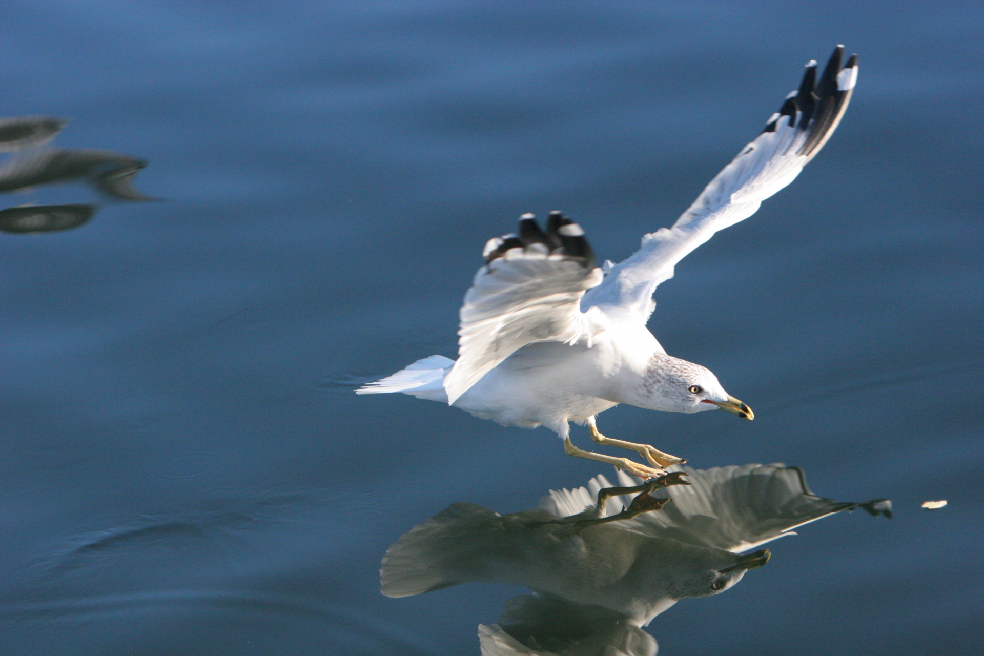 seagull landing on water