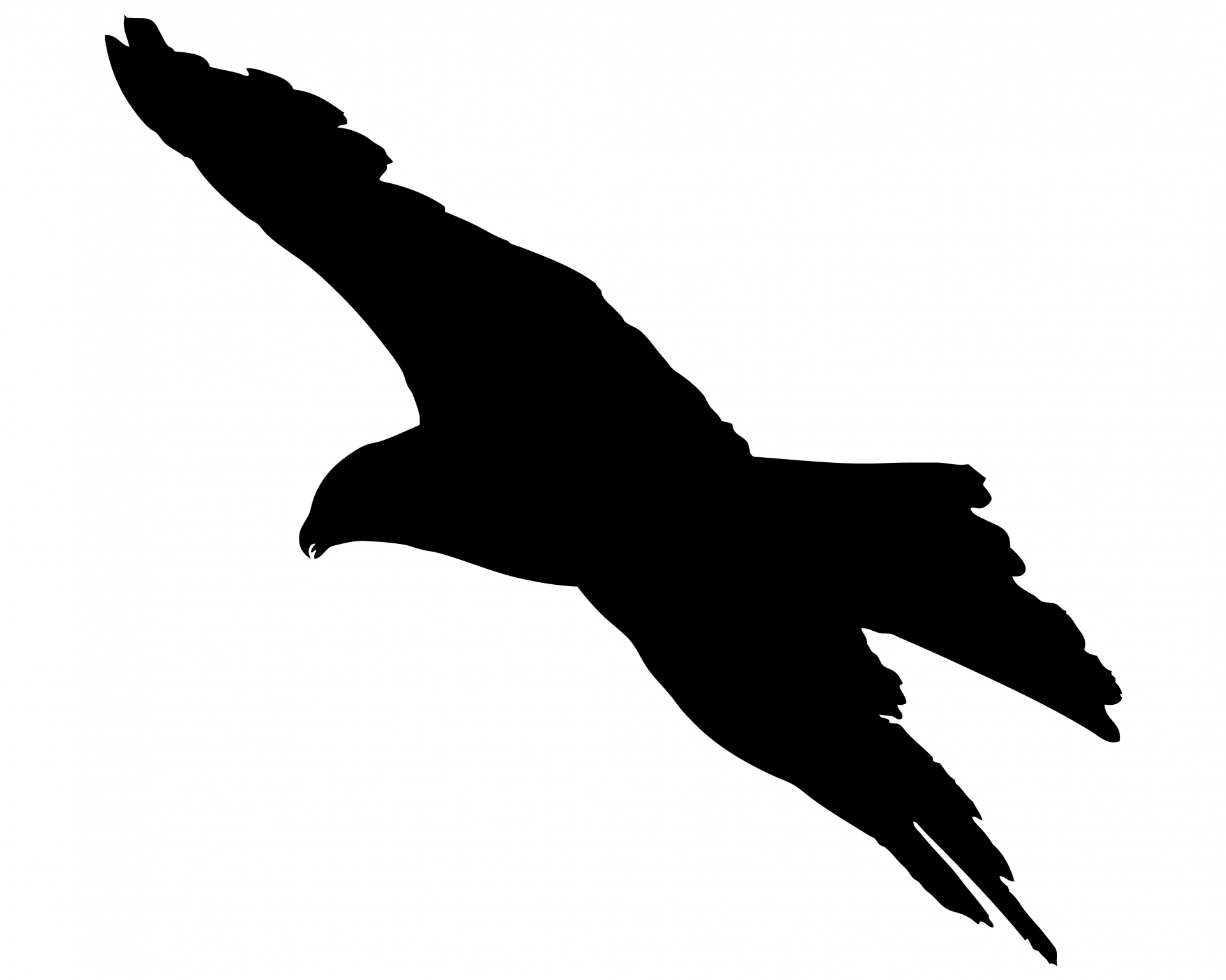 Bird of prey flying black silhouette