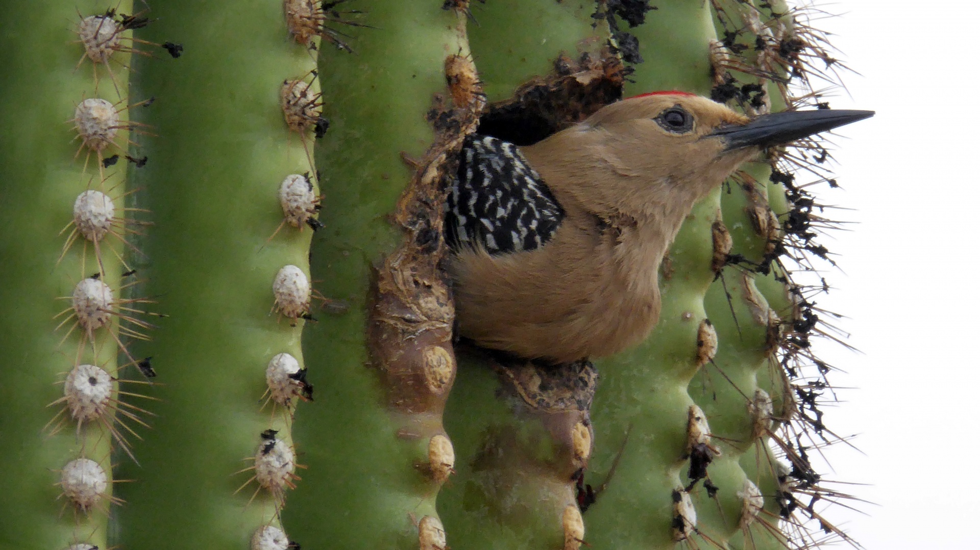 Bird Inside A Saguaro Cactus