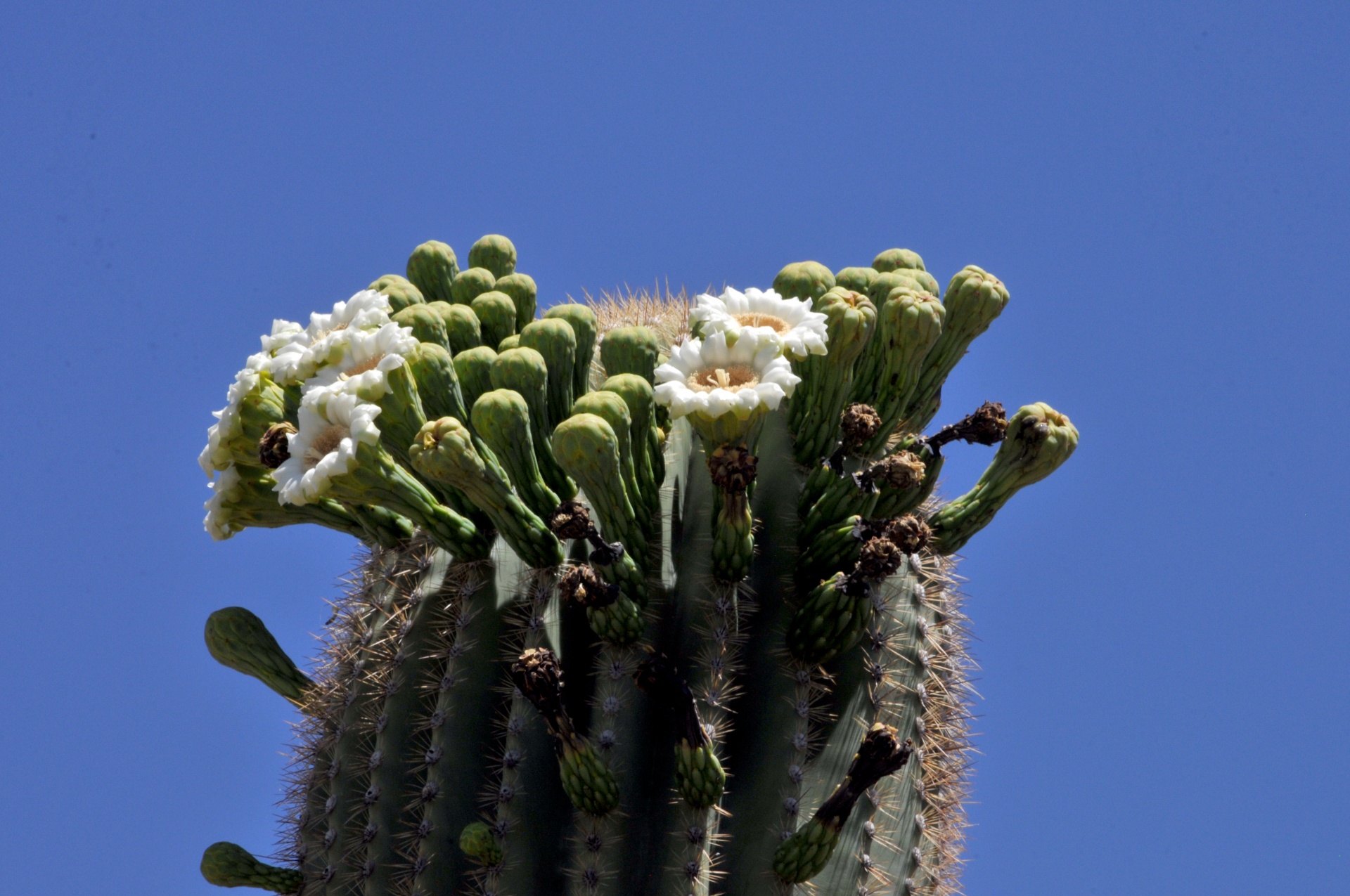 white blooms at the top of a Saguaro Cactus