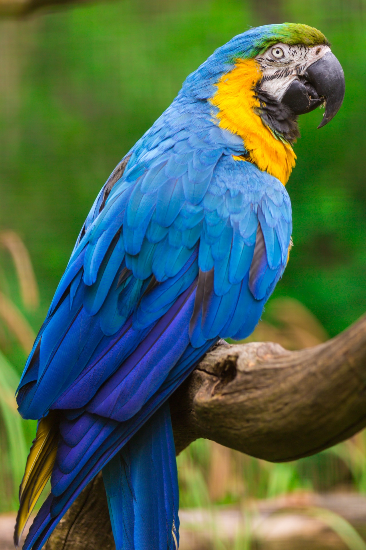 Blue and yellow macaw bird portrait