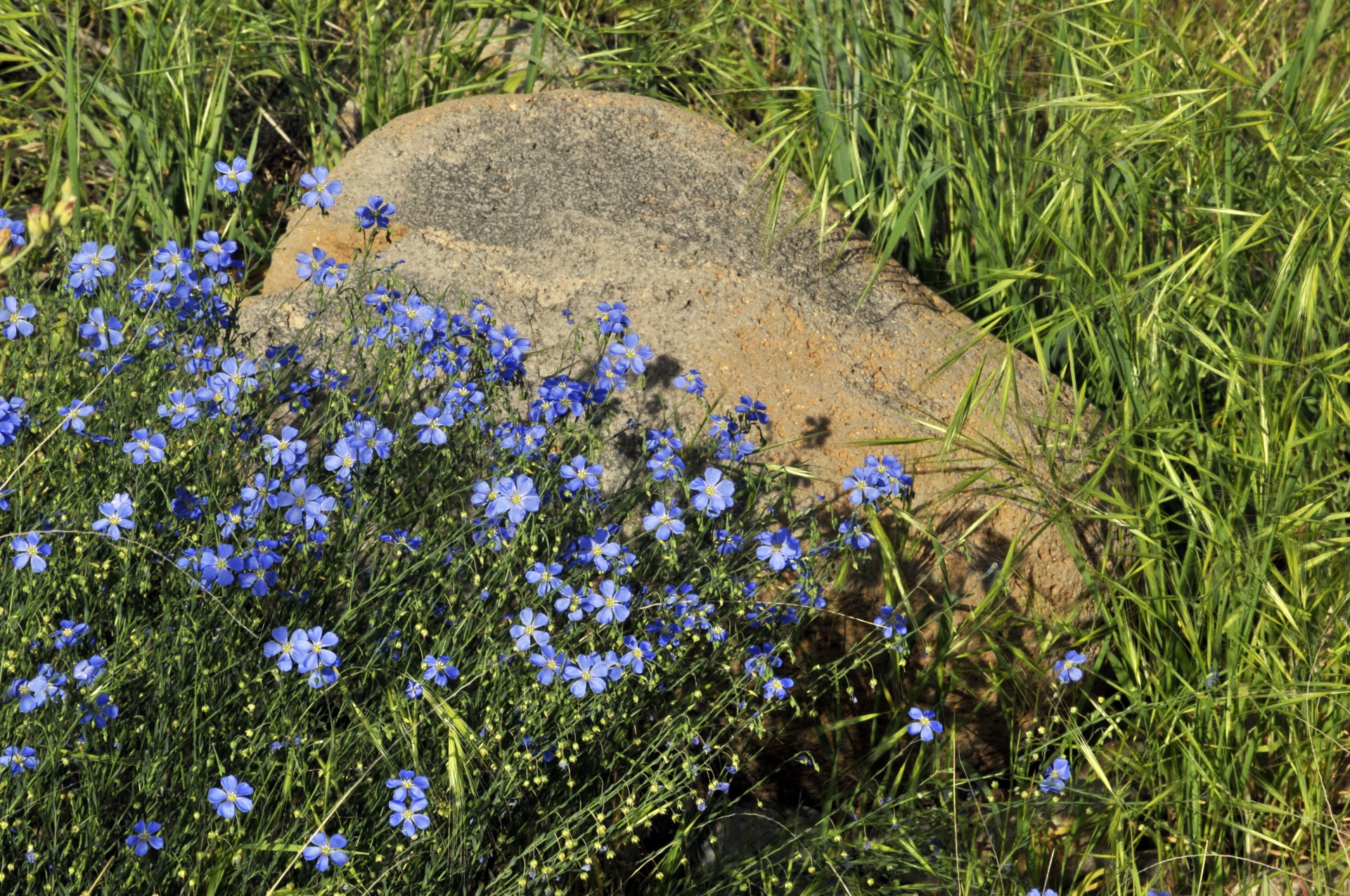 Blue Flowers And A Rock