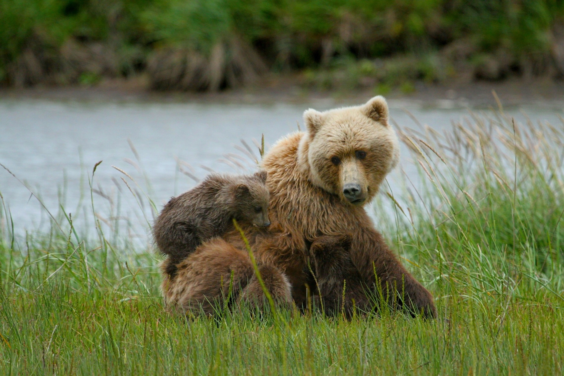 Brown Bear And Cubs