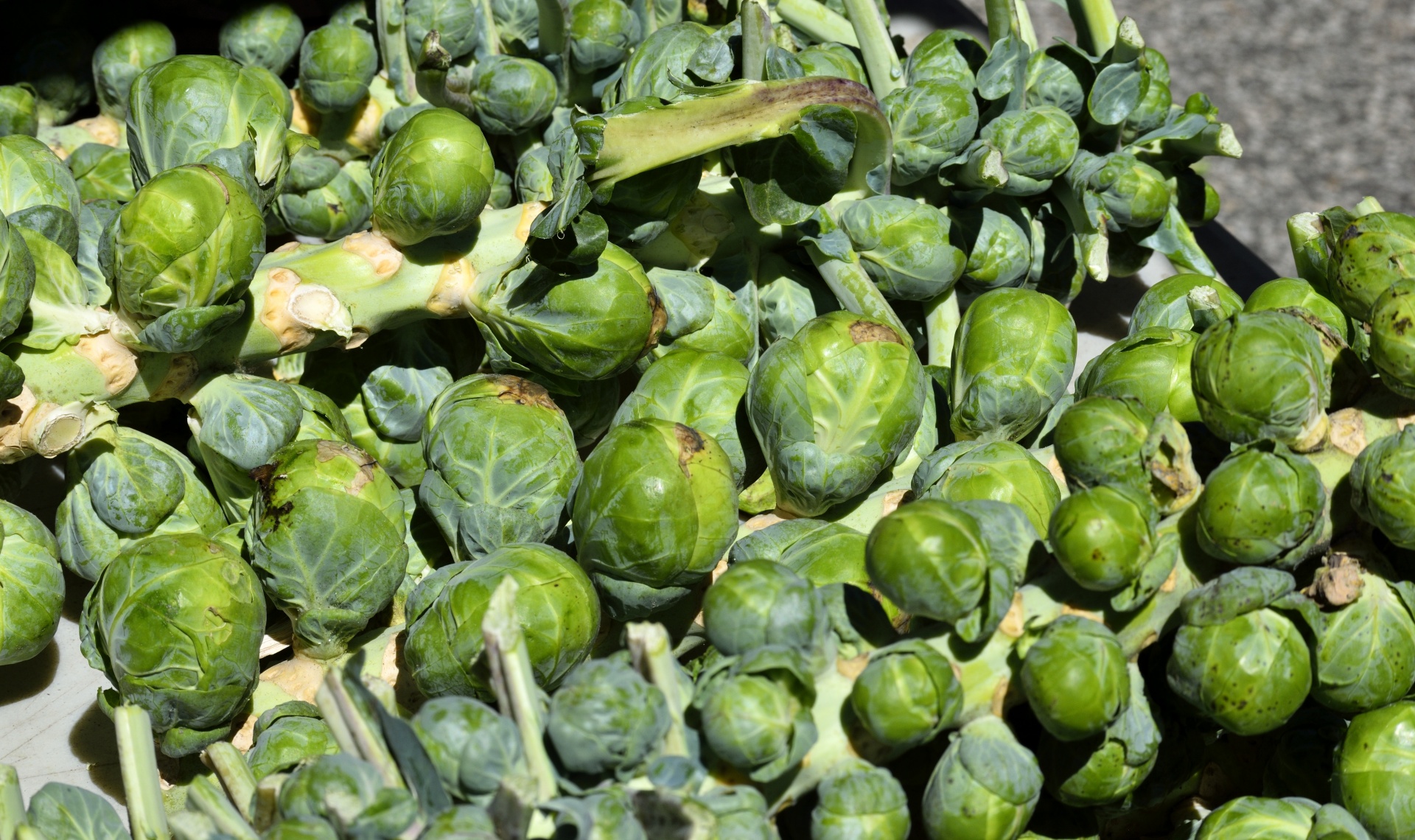 Brussel Sprouts For Sale