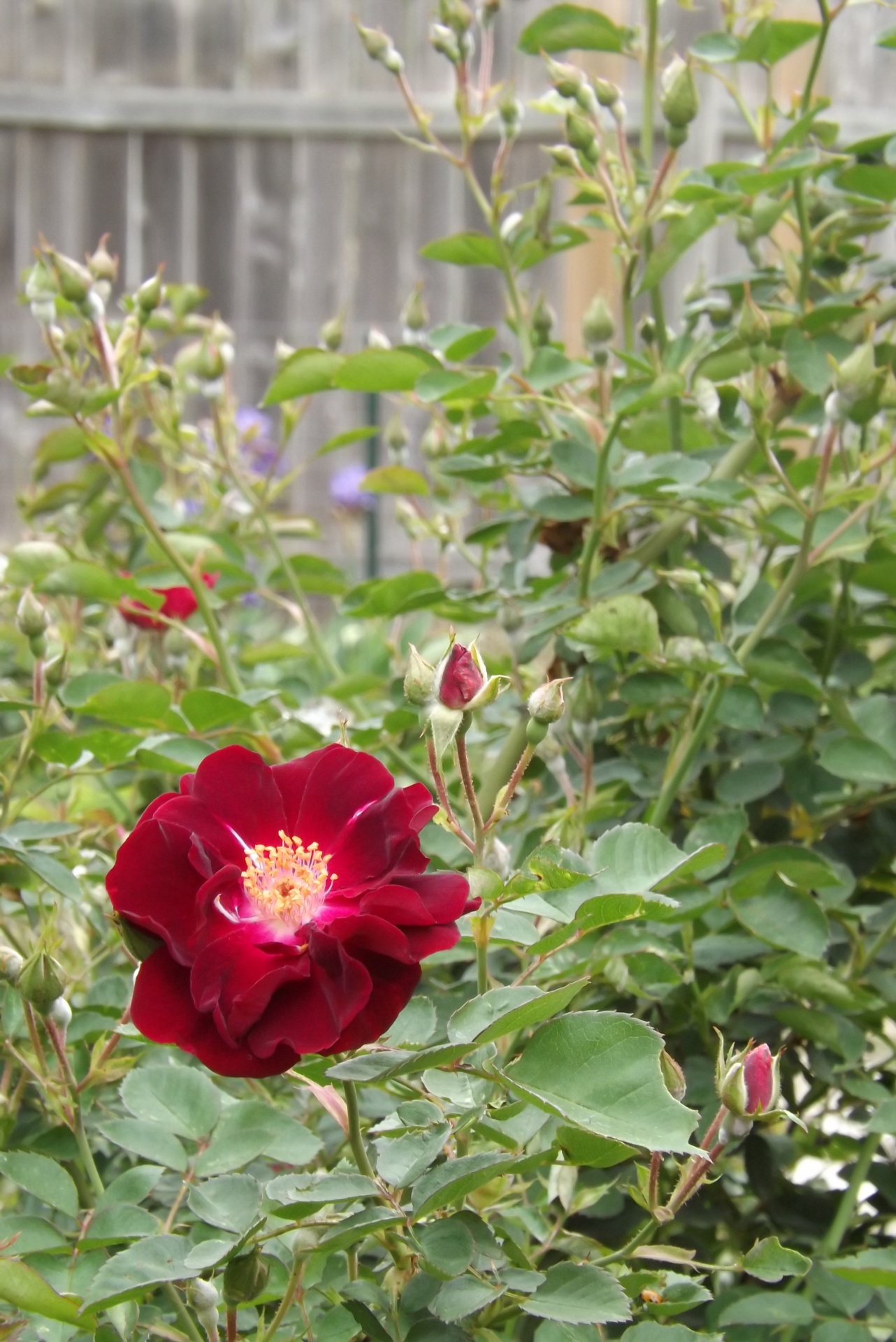 These roses create a wonderful atmosphere for your garden. Once you get them started, they take over the yard and they bloom every spring, bringing a sweet aroma and butterflies.