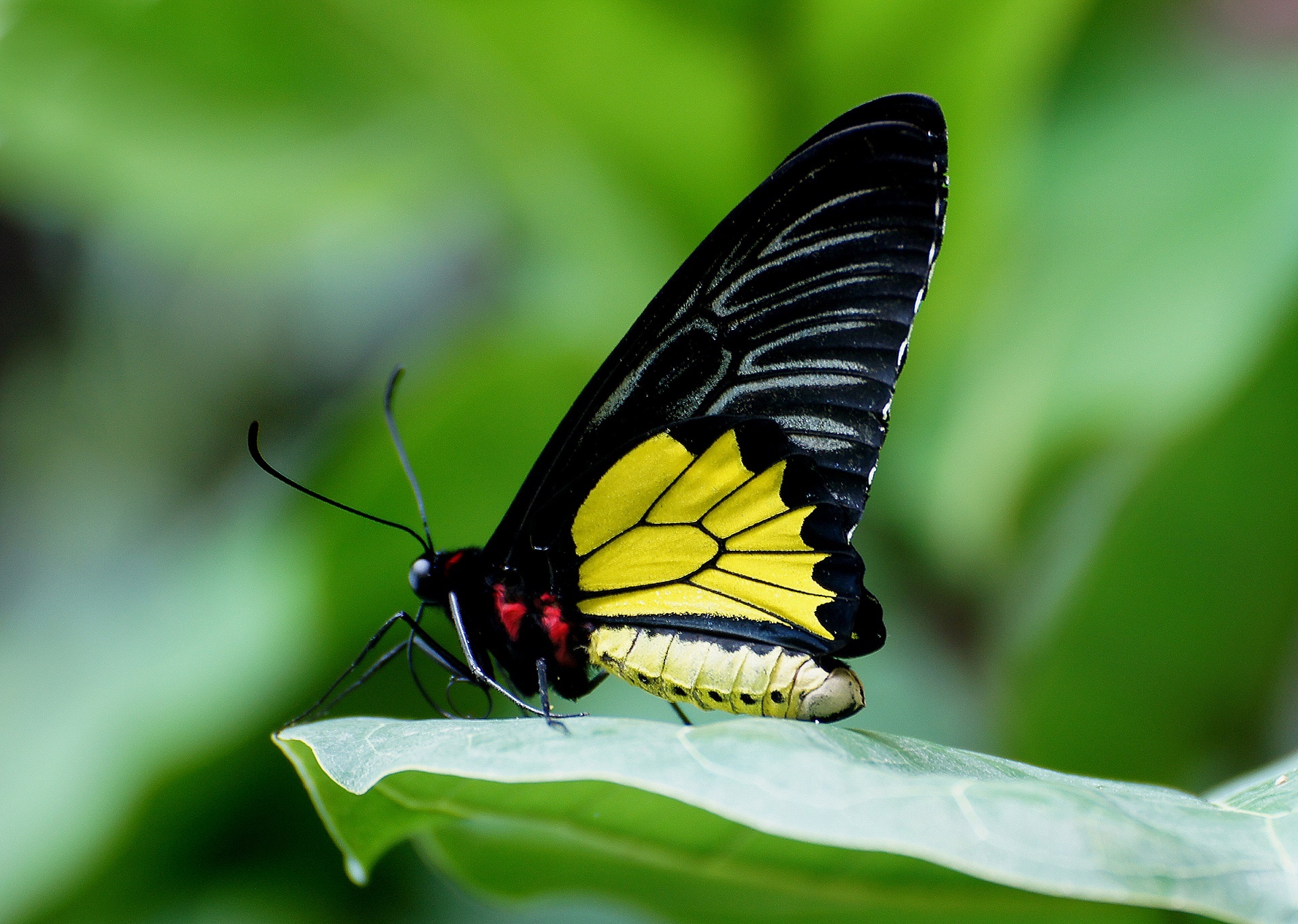 Close Up View of a Birdwing Butterfly