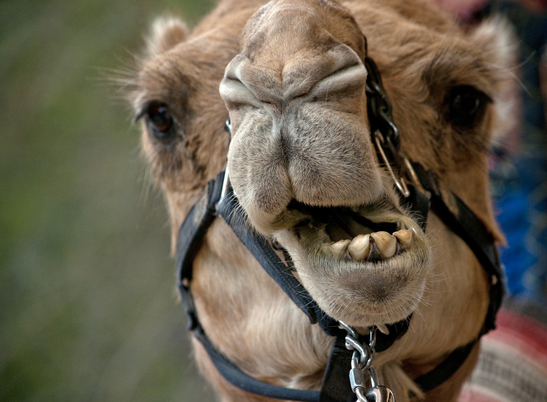 close up of camel with mouth open