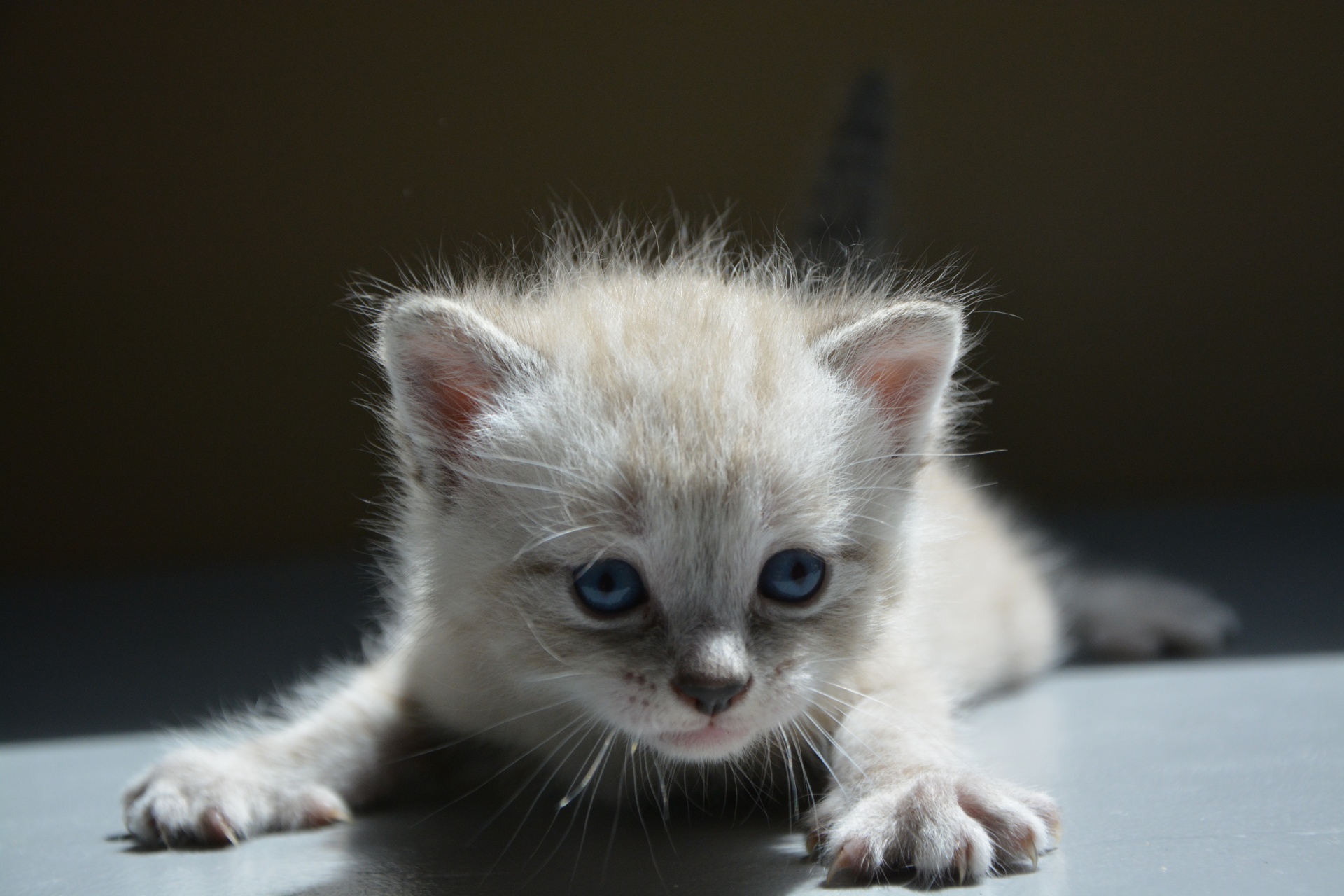 Kitten Baby Cat Feline Cute Little