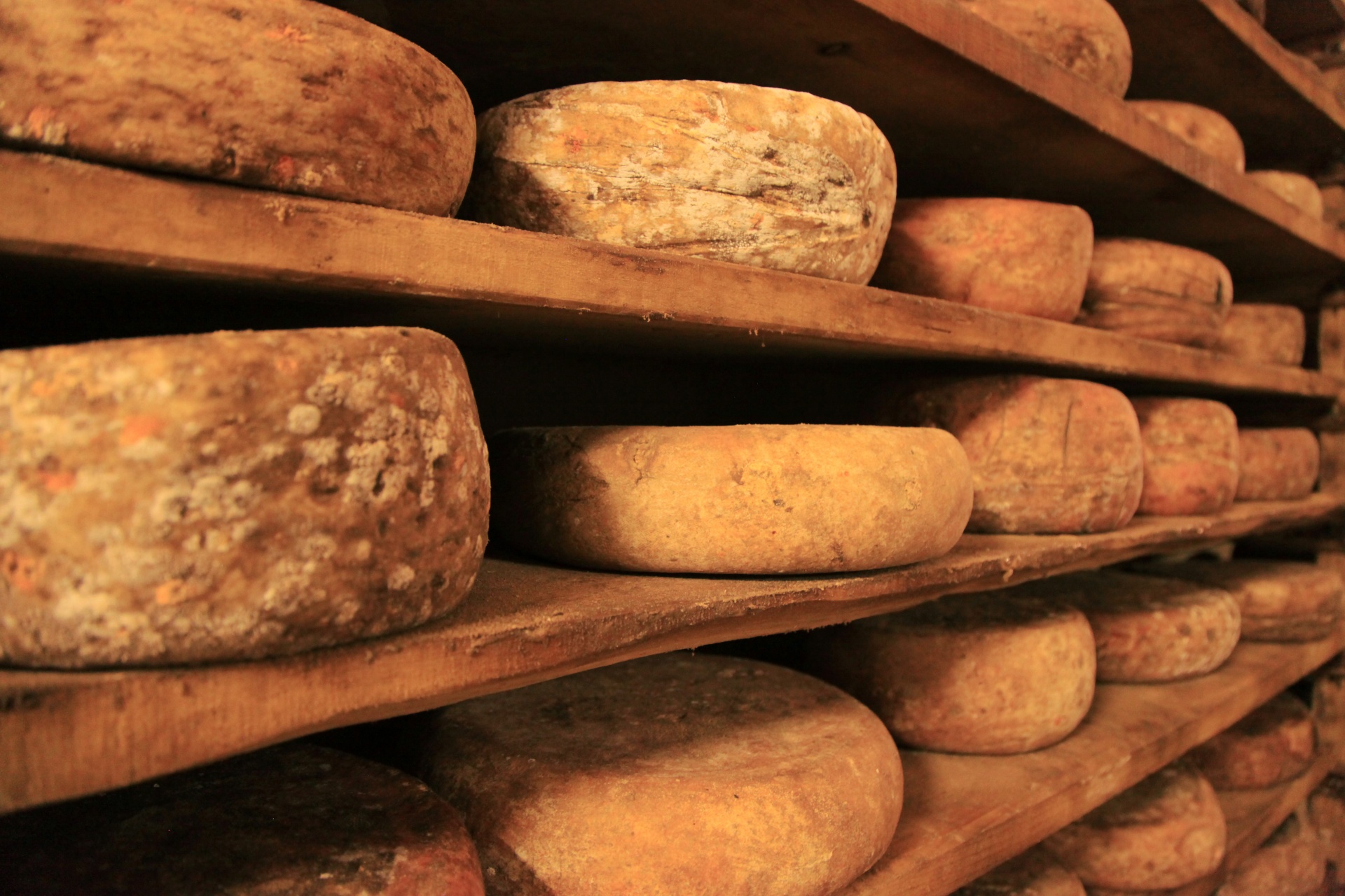 Cheese ripening on shelves