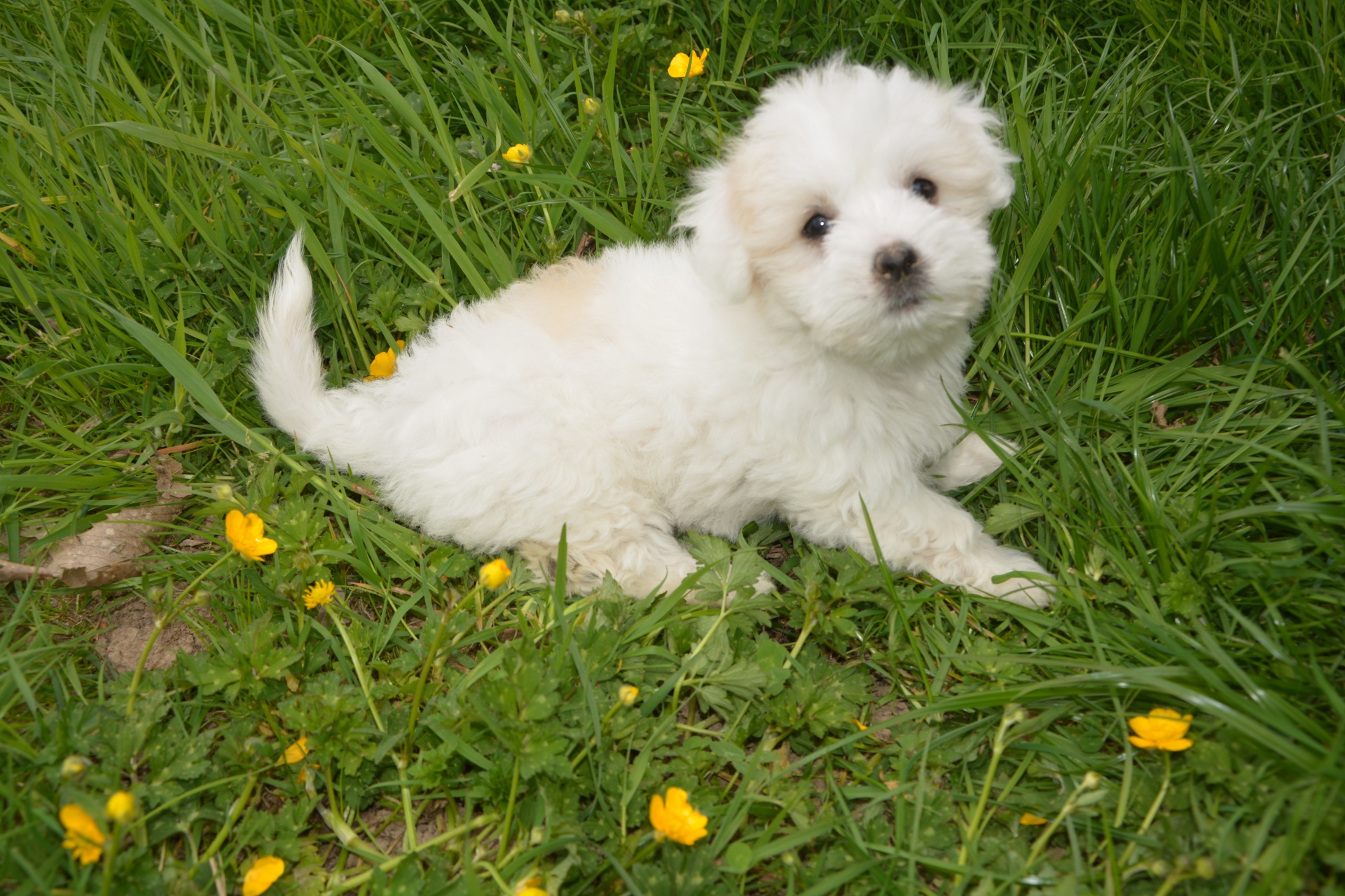 Dog puppy Coton de Tulear fur white