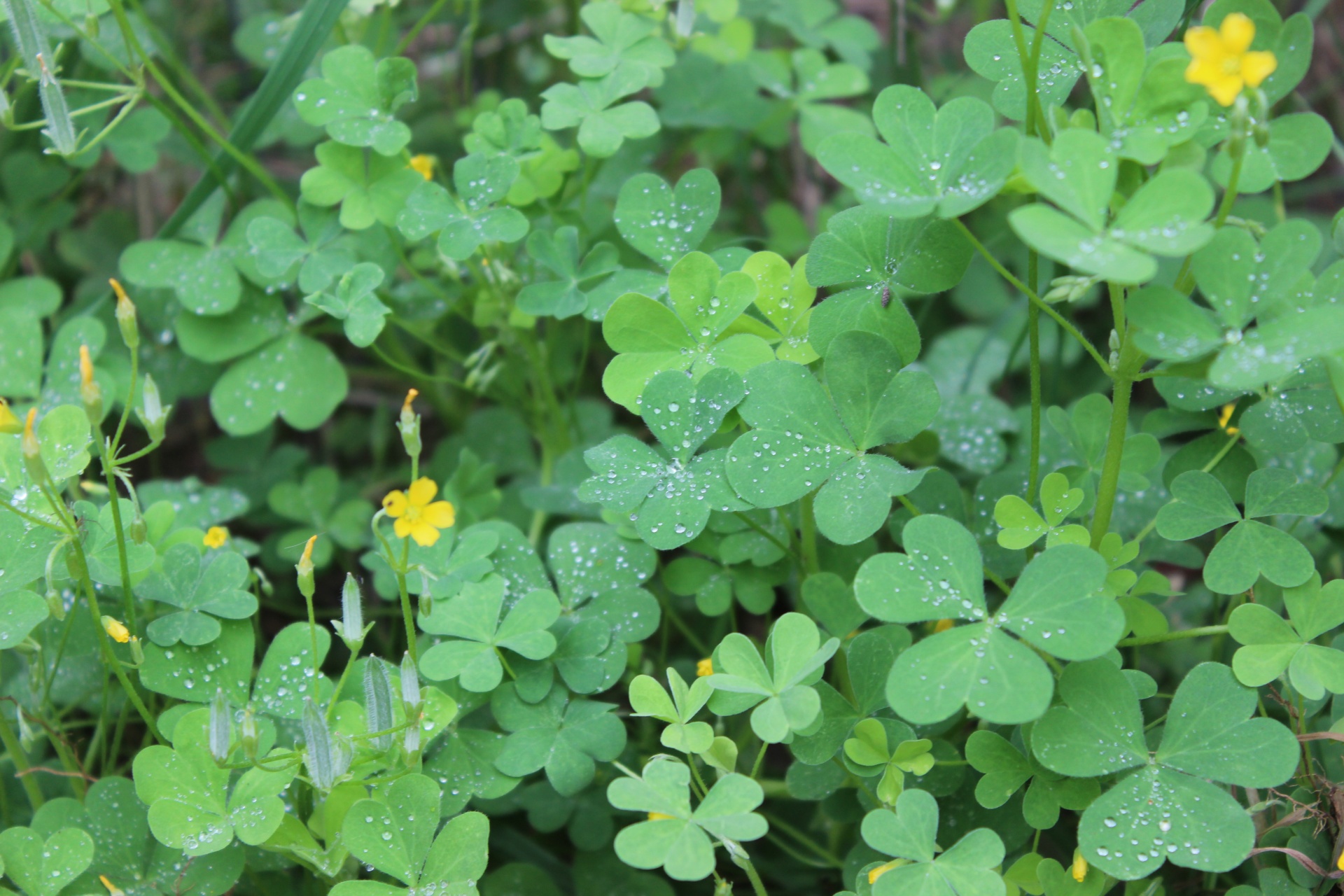 I shot the clover patch after the morning rain and the beautiful drops of water seem to glisten on the serene clovers.