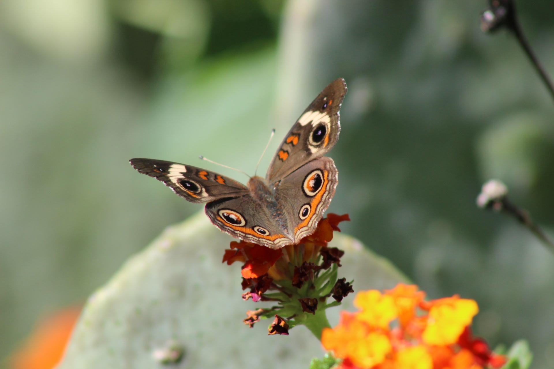 I am positive the butterfly I shot a picture of is a common buckeye, but uniquely, it has no purple in the big orange and black spot. It is awesome how each butterfly is slightly different, yet recognizable as a particular species.