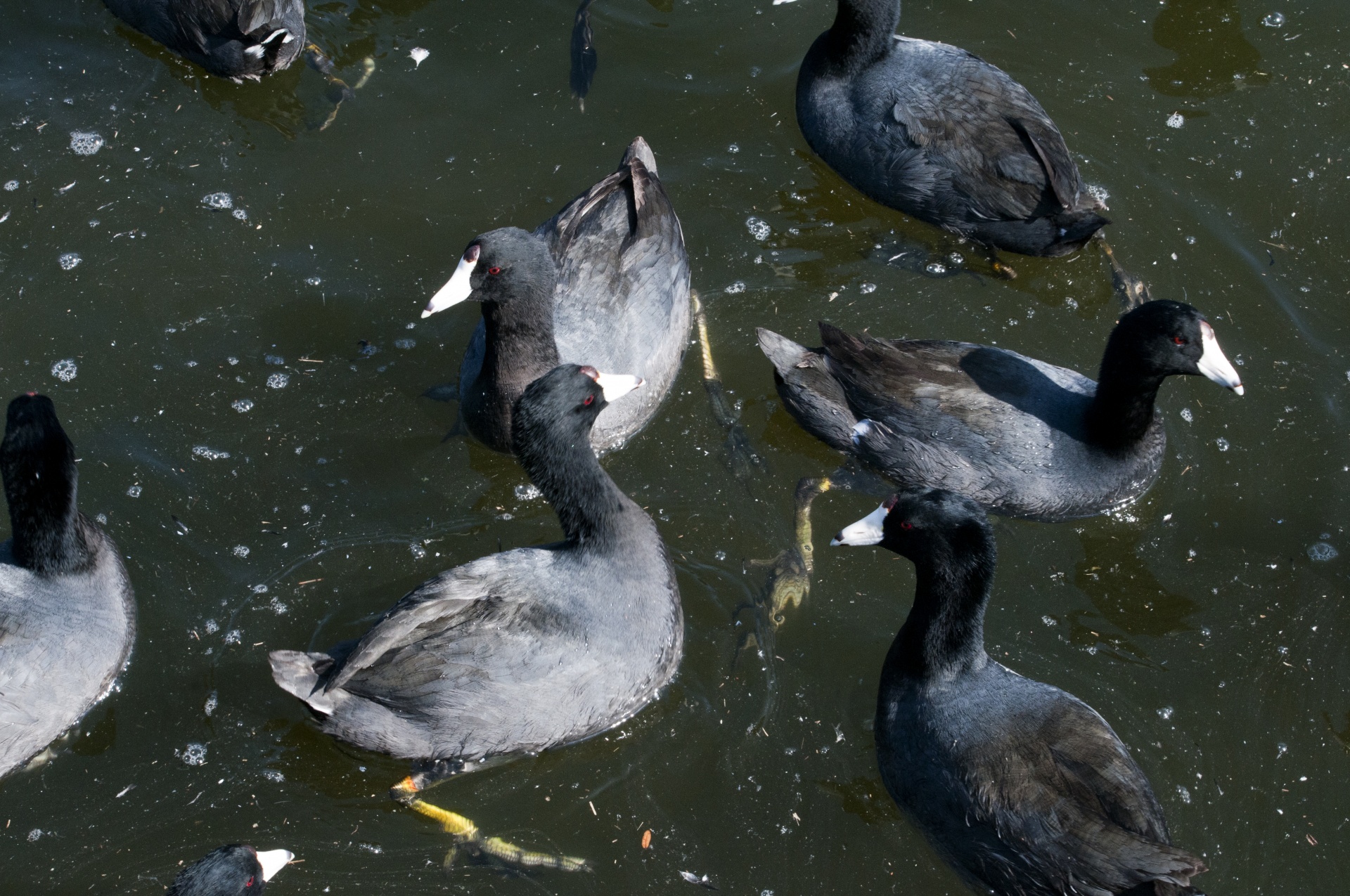 Coots Swimming