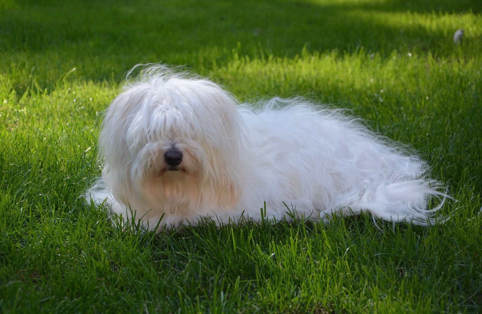 Coton de Tulear dog white fur long hair pretty pet