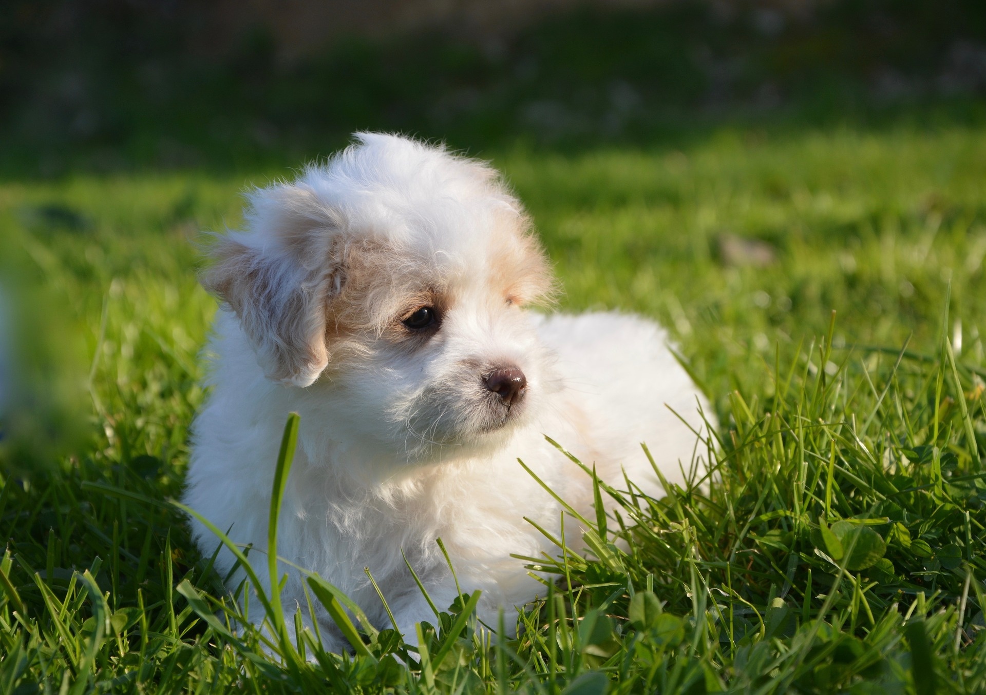 Coton De Tulear White Female Dog