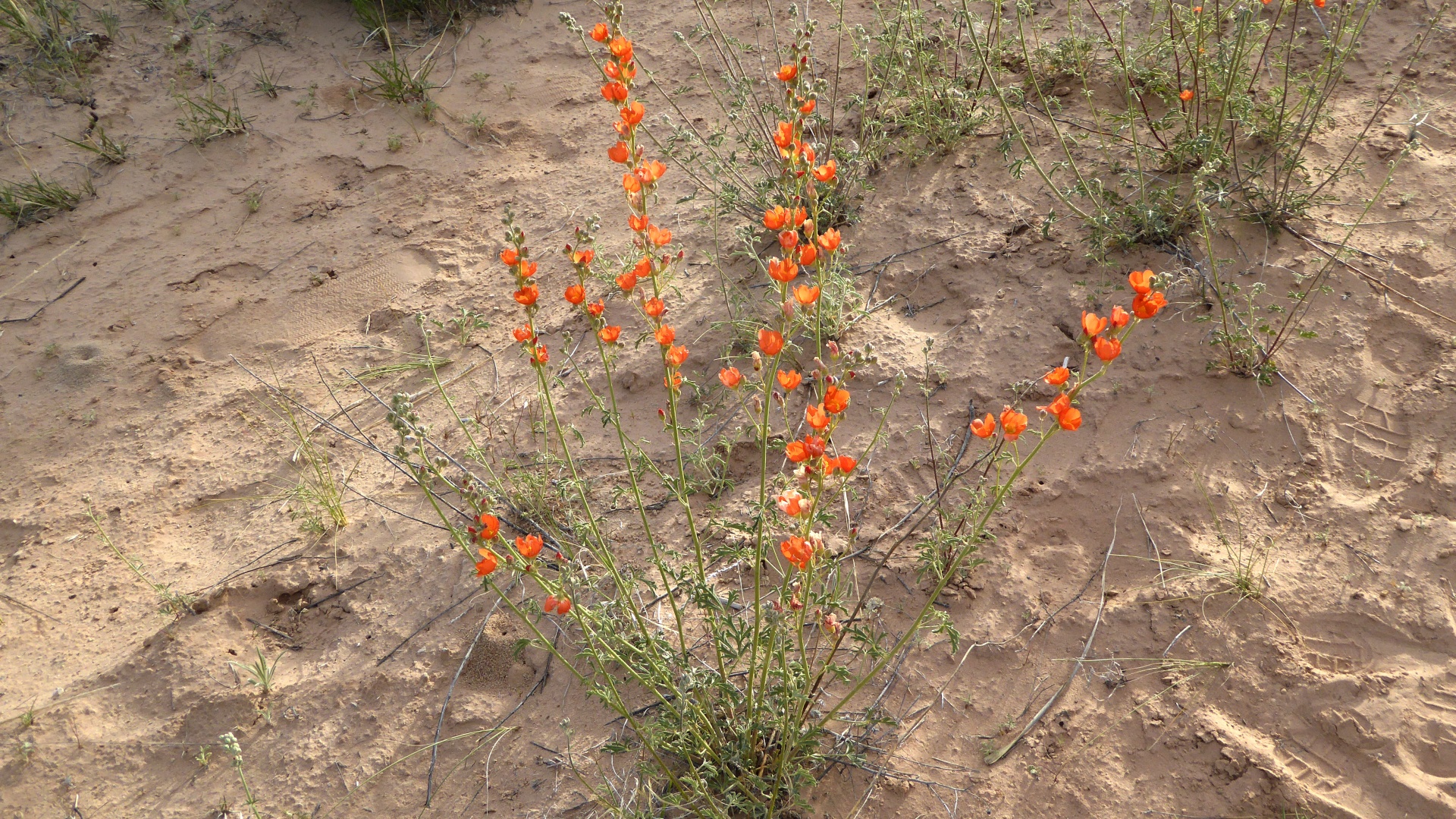 delicate orange flowers in the Arizona Desert