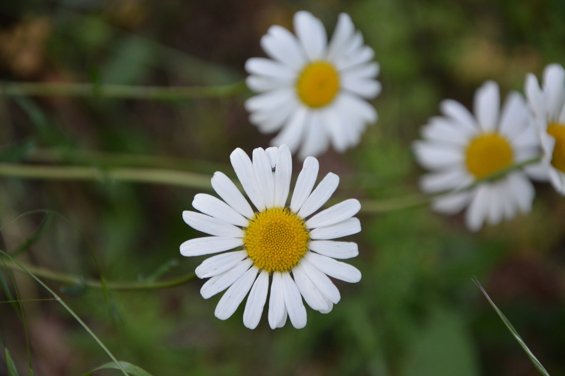 Flower, Daisy, Pretty, Petals