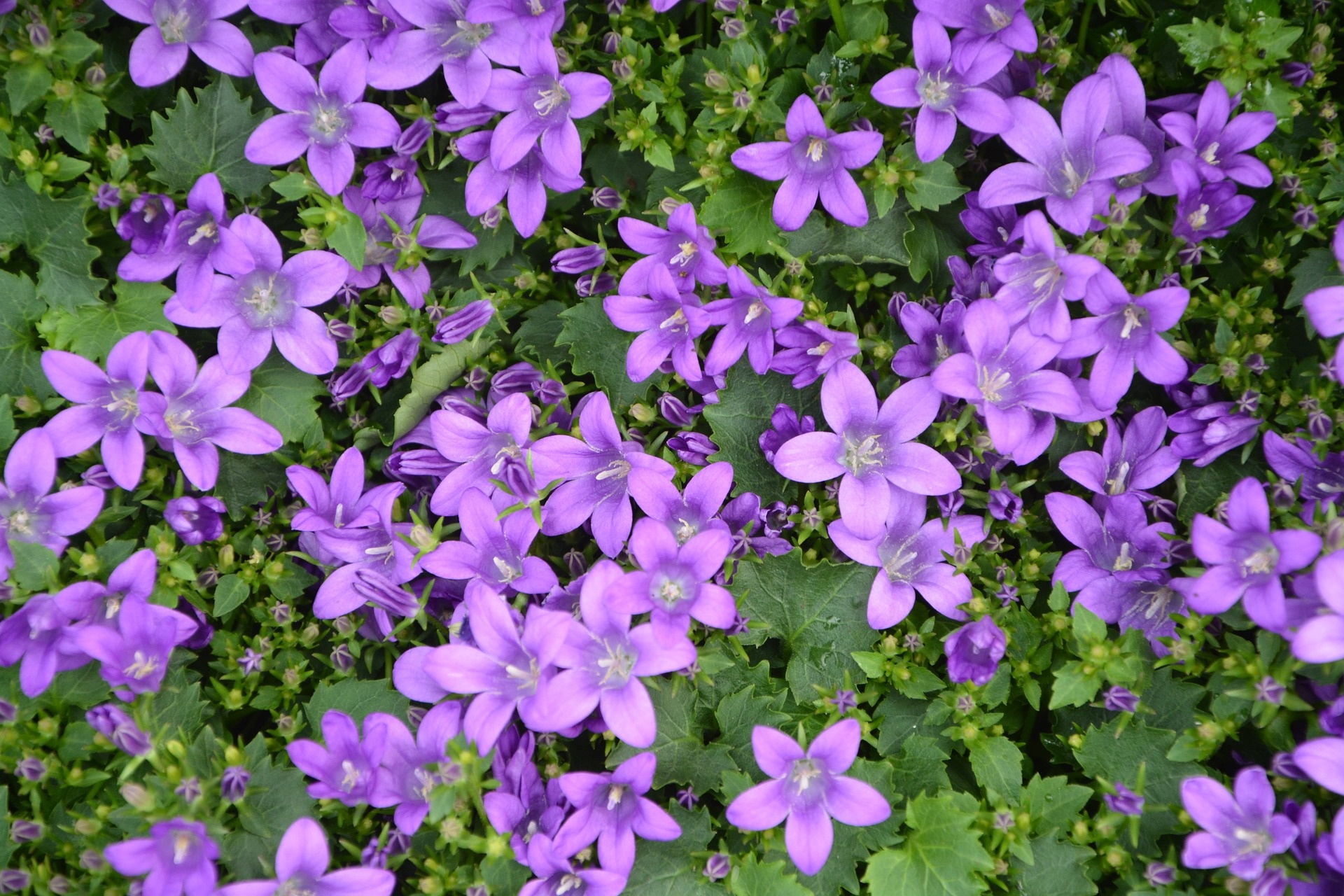 Flowers Garden Violets