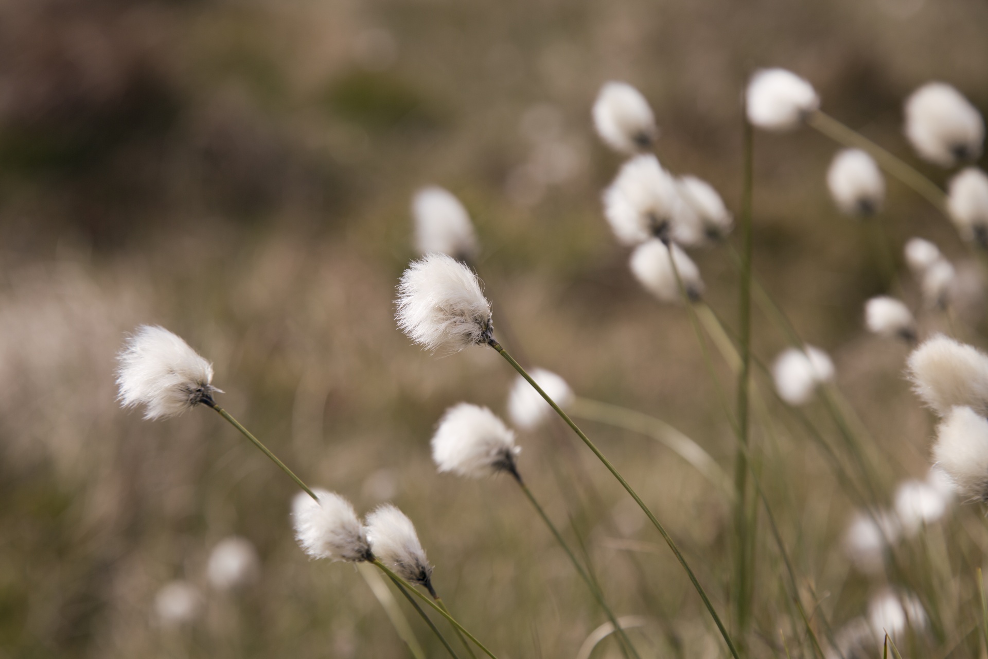 Flowers of cotton grass
