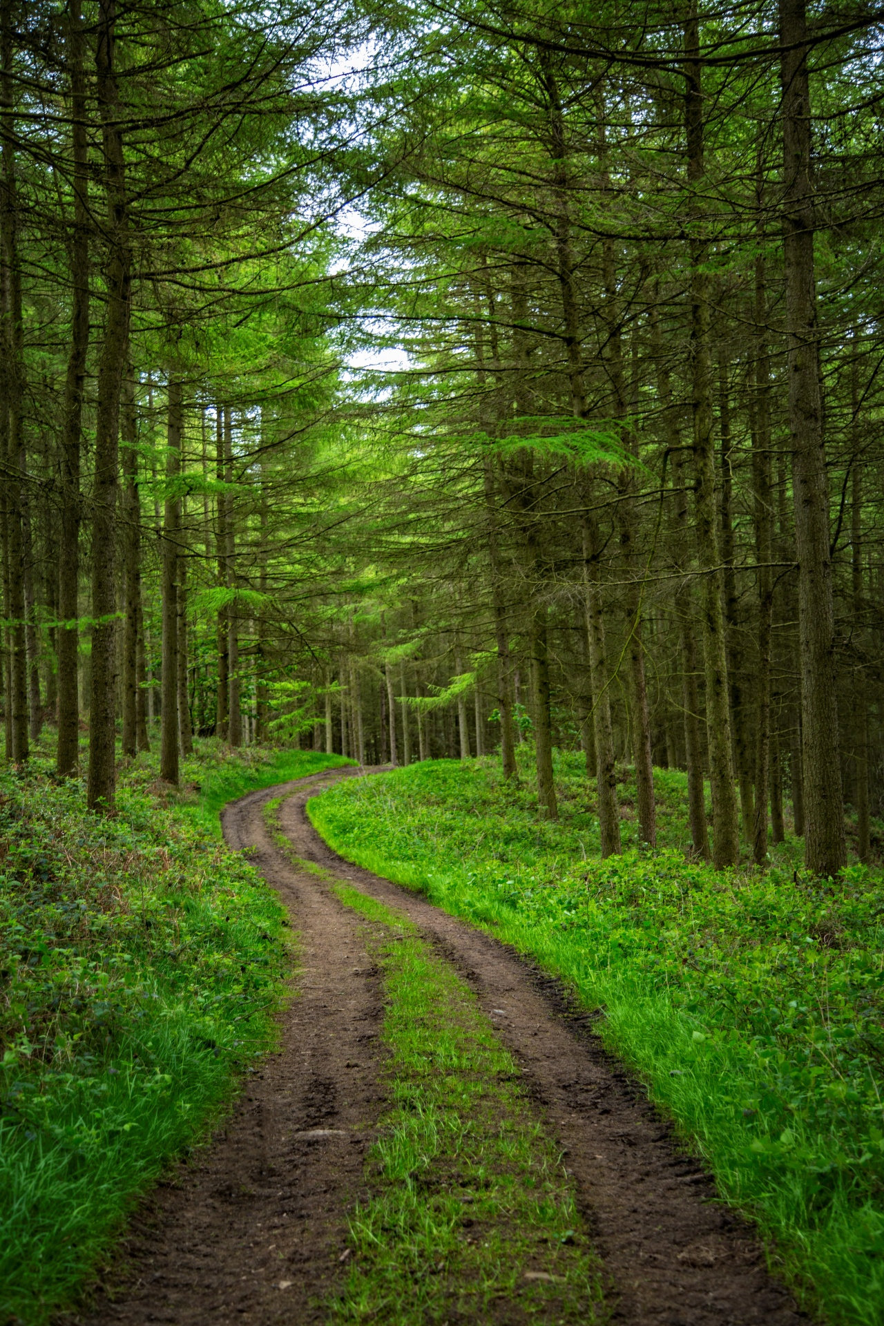 Forest Path, Landscape